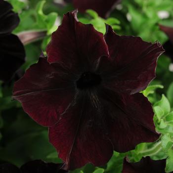 Petunia 'Blackberry' 