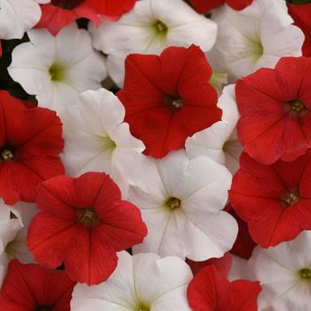 Petunia 'Peppermint Mixture' 