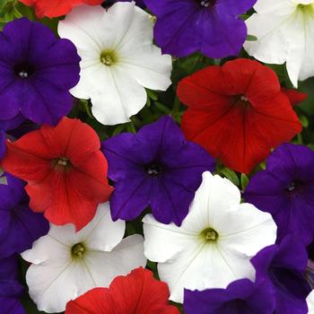 Petunia 'Red White Blue Mix' 