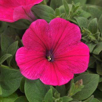 Petunia Easy Wave® '' (275823)