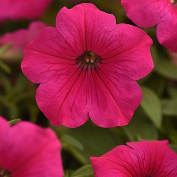 Petunia Easy Wave® '' (275824)