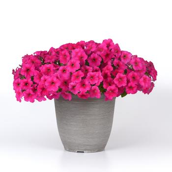 Petunia Easy Wave® '' (275825)