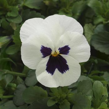 Viola cornuta Sorbet® XP '' (275833)