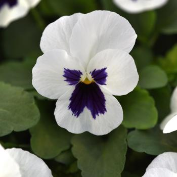 Viola cornuta