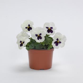 Viola cornuta Sorbet® XP '' (275835)