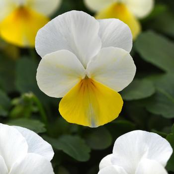 Viola cornuta Sorbet® '' (275836)