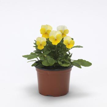 Viola cornuta Sorbet® '' (275837)