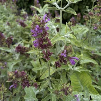 Salvia canariensis 'Lancelot' (275838)