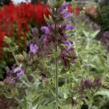 Salvia canariensis 'Lancelot' (275839)