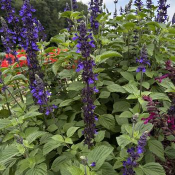 Salvia longispicata x farinacea 'Big Blue' (275841)