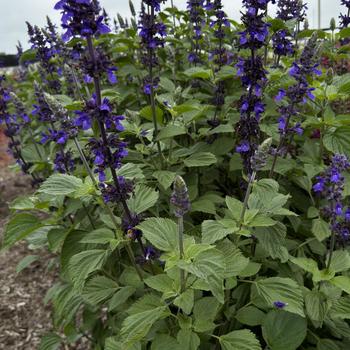 Salvia longispicata x farinacea 'Big Blue' (275842)