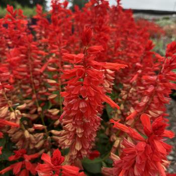 Salvia splendens 'Lighthouse' (275844)