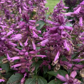 Salvia splendens