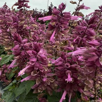 Salvia splendens Vista™ '' (275850)