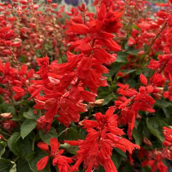 Salvia splendens 'Cover Girl' 