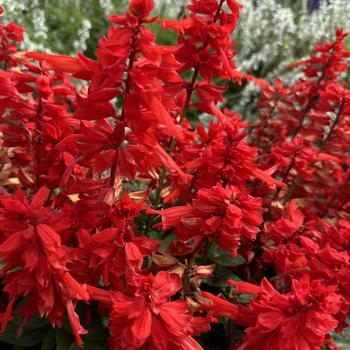 Salvia splendens 'Salvano' 