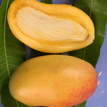 Mangifera indica 'Valencia Pride' 