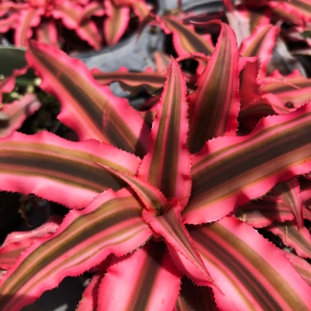 Neoregelia 