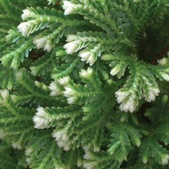 Selaginella kraussiana 'Aurea' 