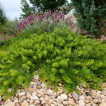 Arctostaphylos x coloradensis