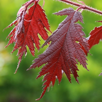 Corylus avellana