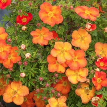 Potentilla fruticosa 'Red Ace' 