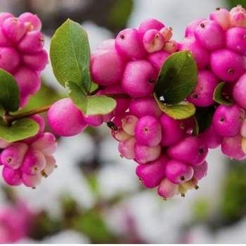 Ceanothus sanguineus