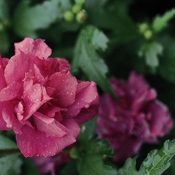 Hibiscus syriacus 'Collie Mullins' 