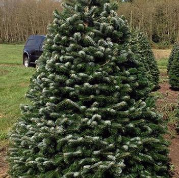 Abies nordmanniana 'Arne's Dwarf' 