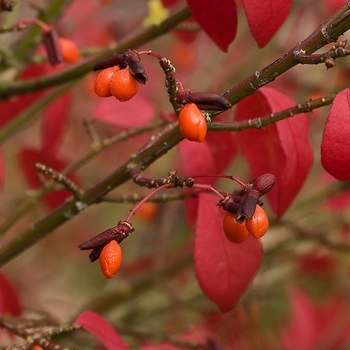 Euonymus alatus 'Cole's Compact' 