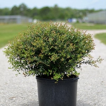 Ilex vomitoria 'Schilling's Dwarf' 