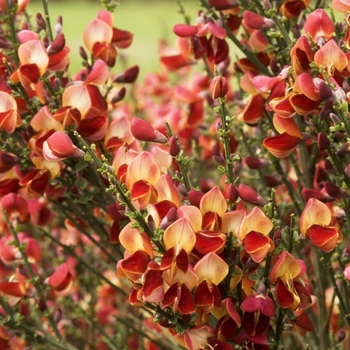 Cytisus scoparius 'Lena' 