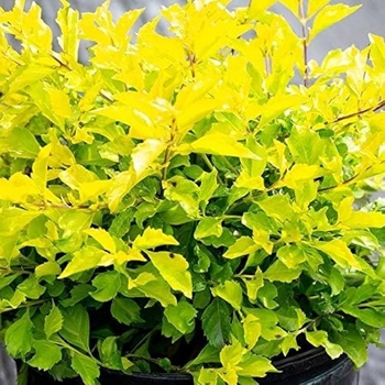 Duranta erecta 'Gold Mound' 