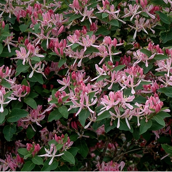 Lonicera 'Honey Rose' 