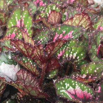 Begonia rex-cultorum 'Rothko' 