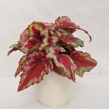 Begonia rex-cultorum Dibs™ 'Sangria'