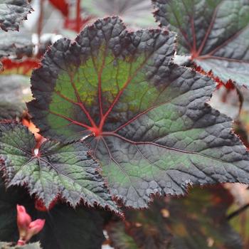 Begonia rex-cultorum 'Thin Mint' 