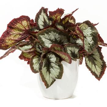 Begonia rex-cultorum 'Tuxedo' 