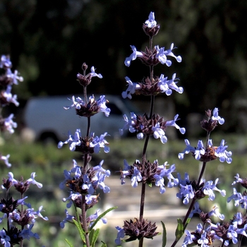 Salvia brandegeei 'Pacific Blue' 