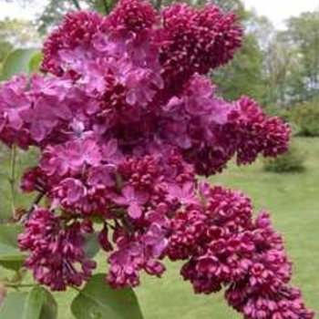 Syringa vulgaris 'Congo' 