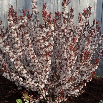 Prunus x cistena 'UCONNPC001' 