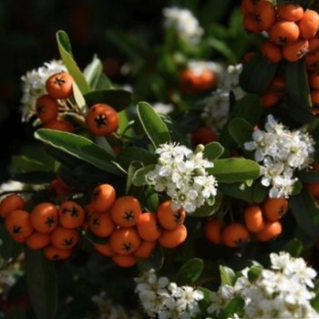 Lonicera japonica 'Halliana' 