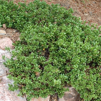 Arctostaphylos x coloradensis