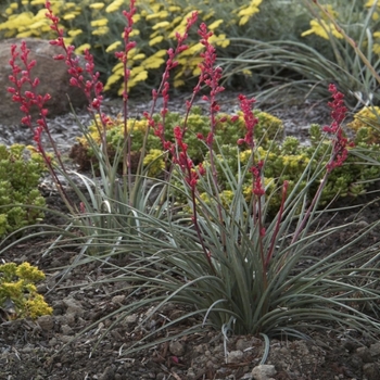 Yucca 'Multiple Varieties' 