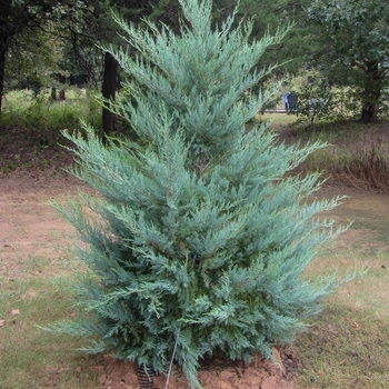 Juniperus virginiana 'Burkii' 