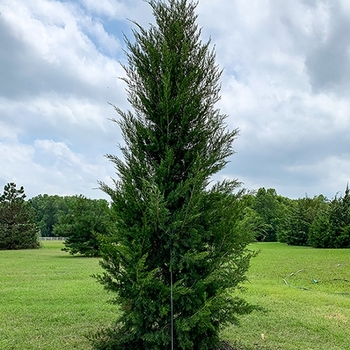 Juniperus virginiana 'Brodie' 