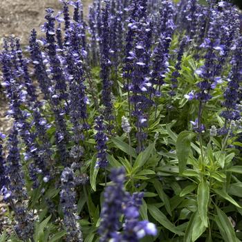 Salvia farinacea 'Fairy Queen' 