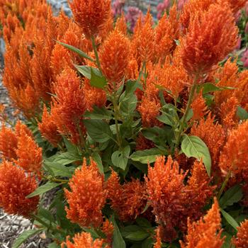 Celosia plumosa 'Flamma Orange' (276069)