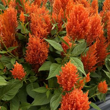 Celosia plumosa 'Flamma Orange' 