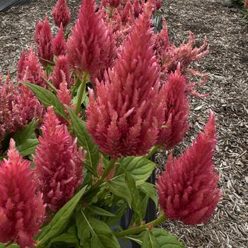 Celosia argentea 'Castle Pink' 